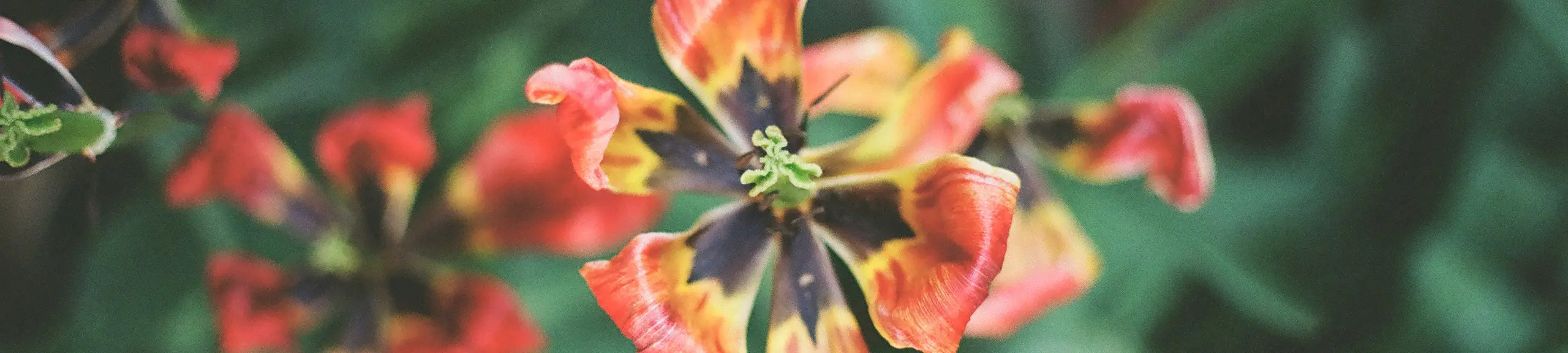 a withered tulip from above