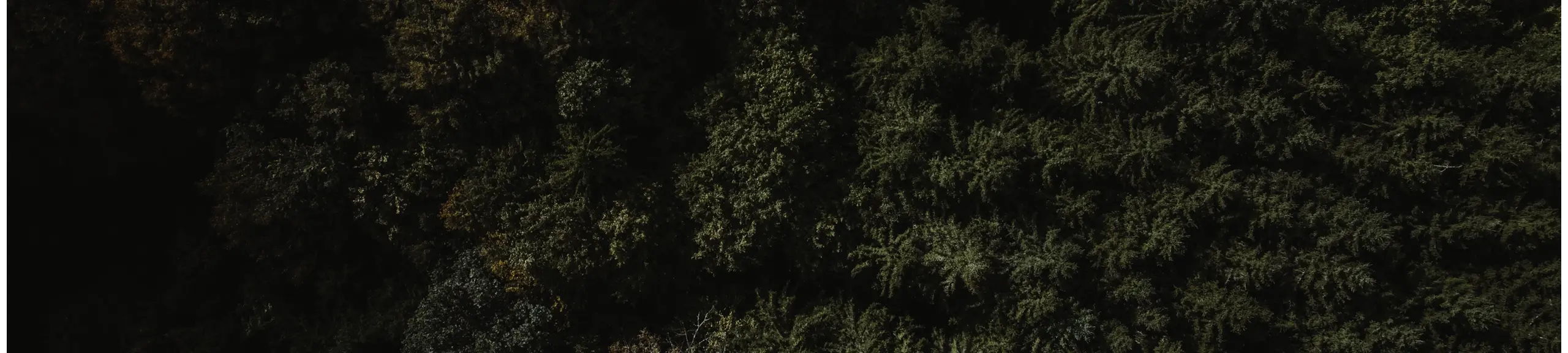 trees from birdview