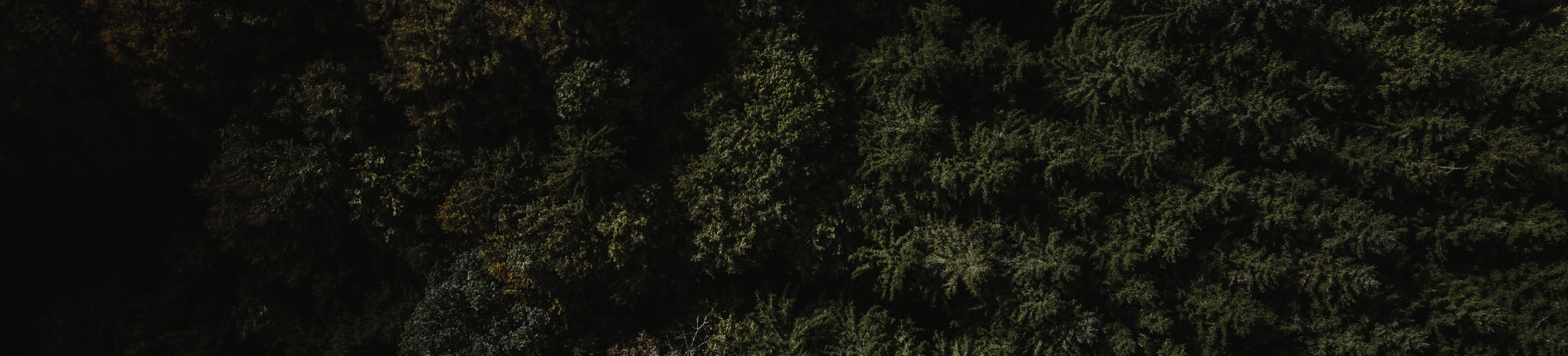 drone shot from a forest
