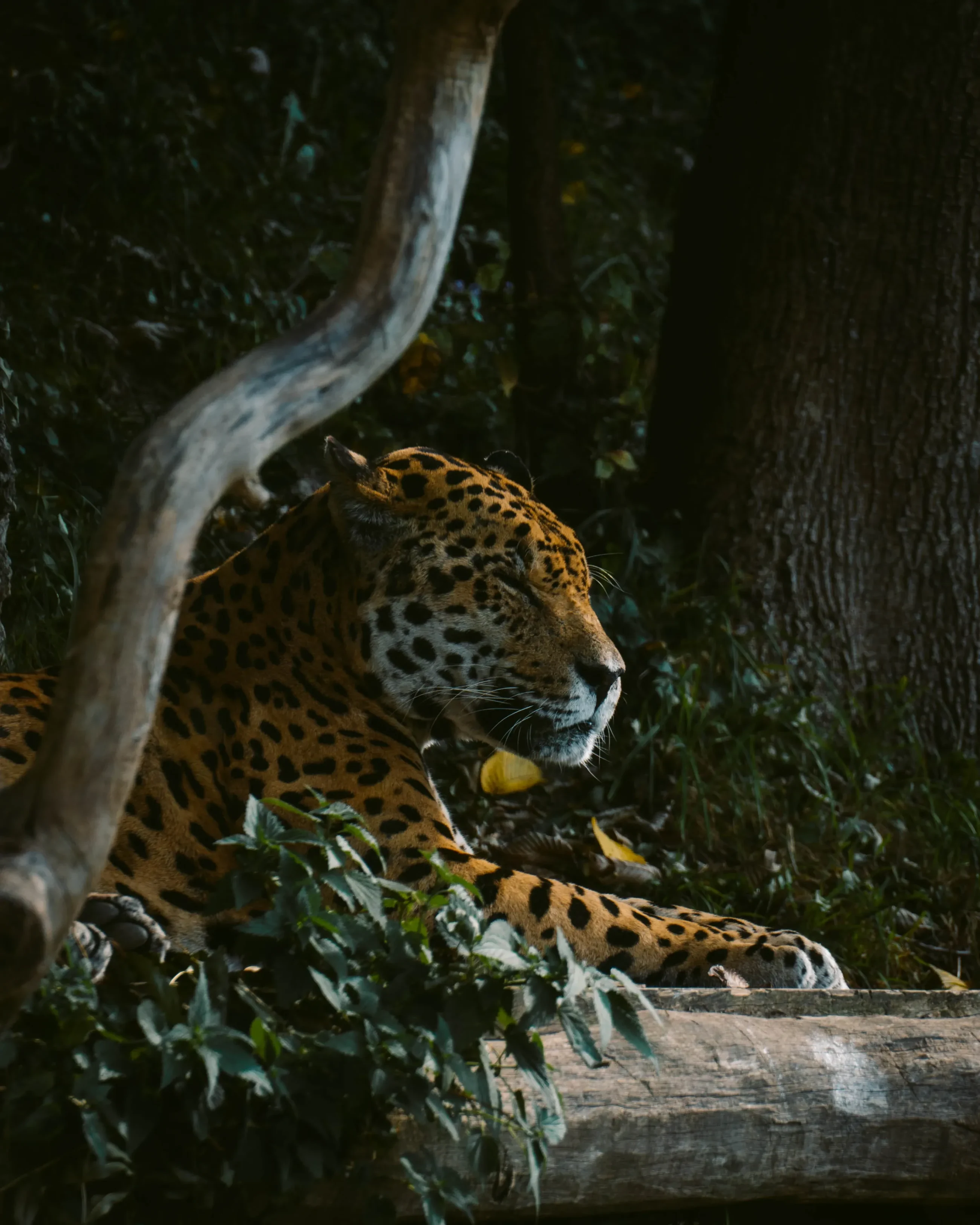 The animal project.
