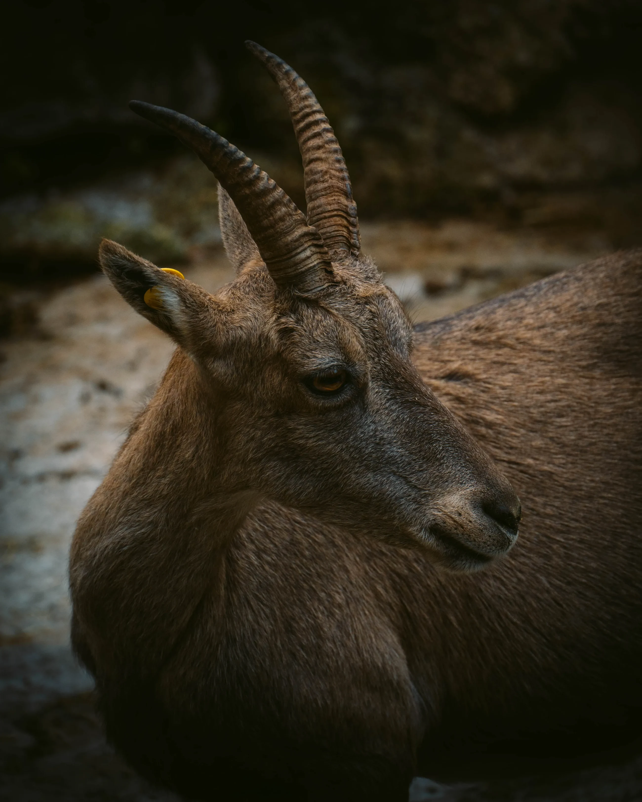 The animal project.
