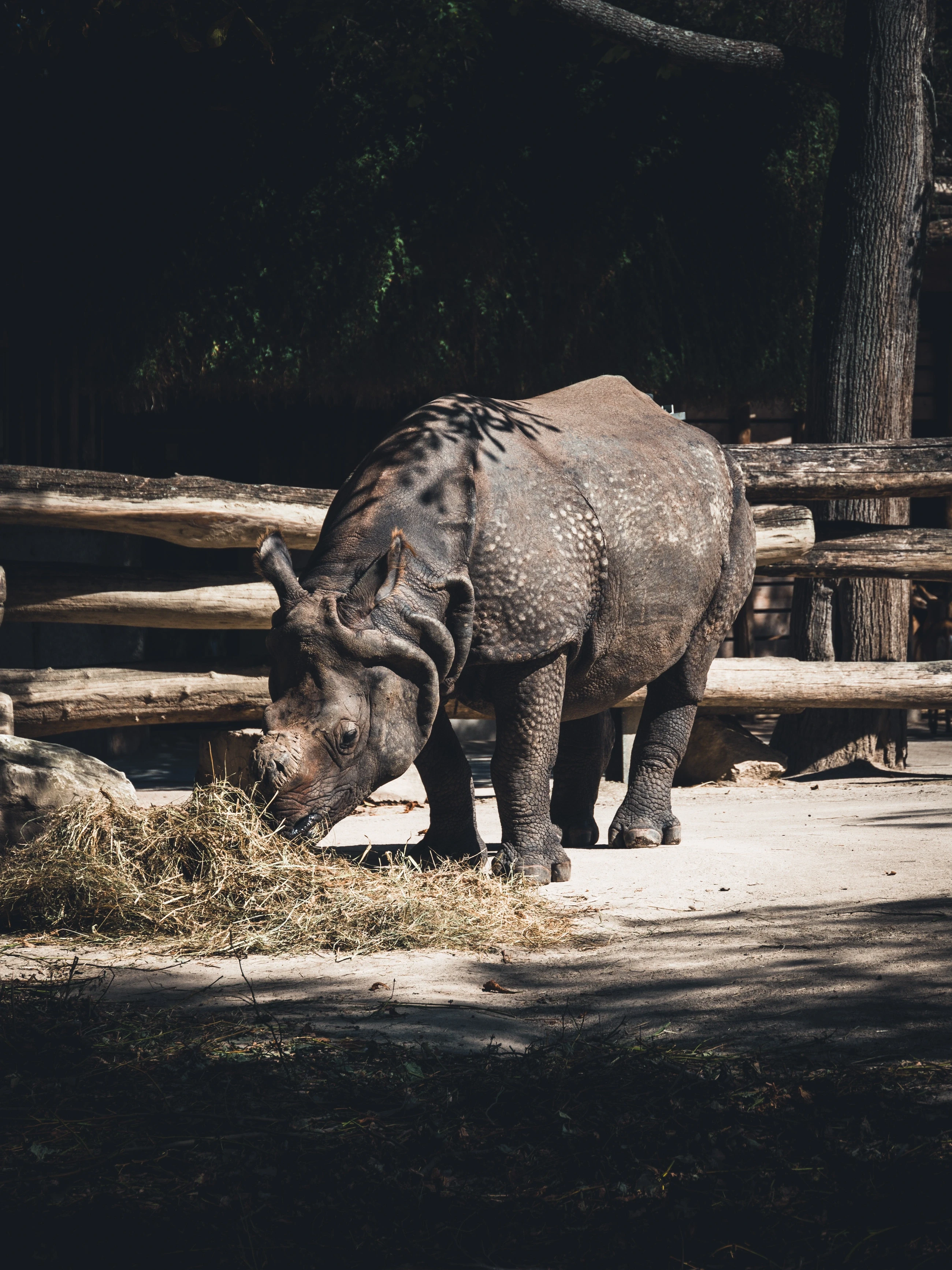 The animal project.