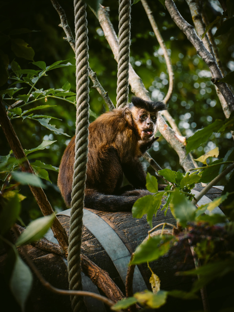 The animal project.